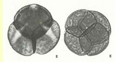 Черника (Vaccinfum myrtillus)-пыльцевые зерна Черника (Vaccinfum myrtillus)-пыльцевые зерна
